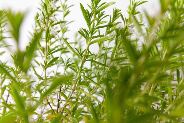 Les bienfaits des herbes et des plantes aromatiques en cuisine